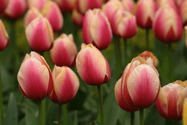 20 лучших сортов тюльпанов Триумф