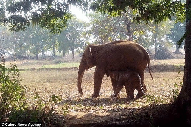 Трогающая до глубины души история спасения слоненка в индийском округе Чатра