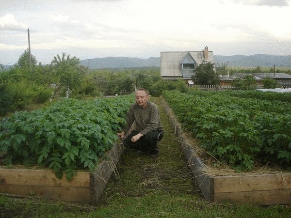 Уникальная технология посадки картофеля