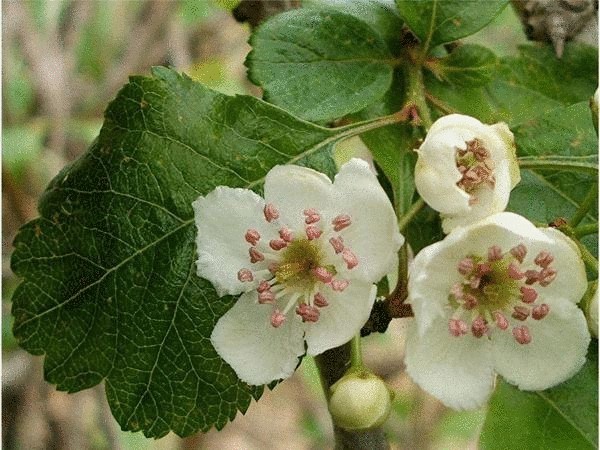 Боярышник: самые неприхотливые, декоративные виды, особенности выращивания Боярышник: самые неприхотливые, декоративные виды, особенности выращивания