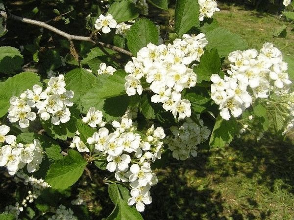 Боярышник: самые неприхотливые, декоративные виды, особенности выращивания Боярышник: самые неприхотливые, декоративные виды, особенности выращивания