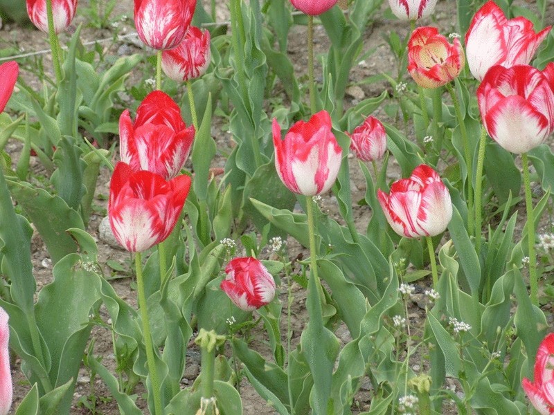 Тюльпан Пламенный – огонь любви, весны, мая