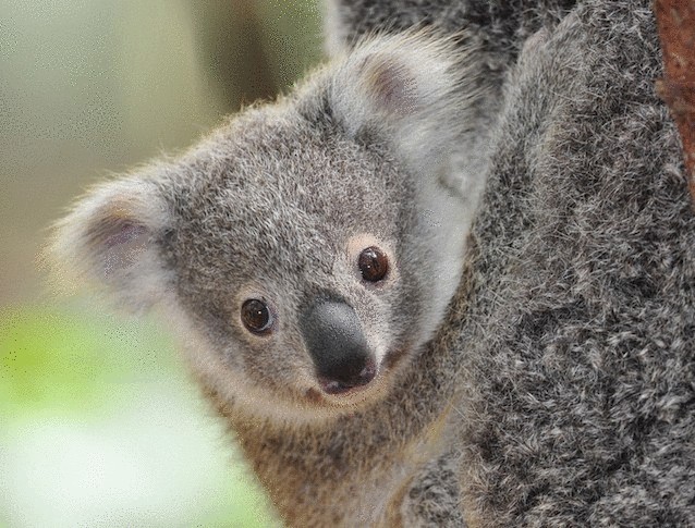 10 заблуждений о животных 10 заблуждений о животных