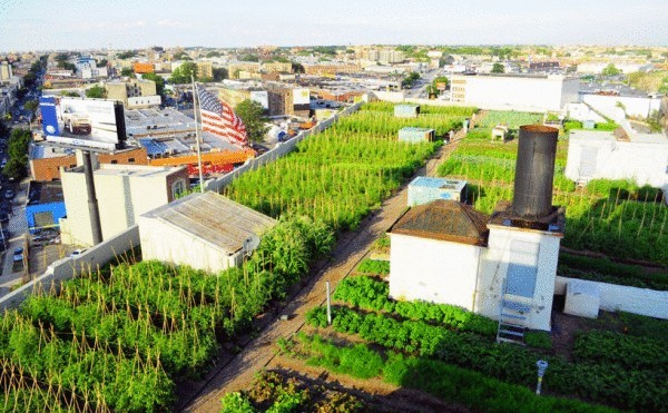 Огород 2,8 га на нью-йоркской крыше