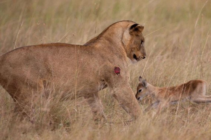 Невероятно. Львица приютила дитя антилопы