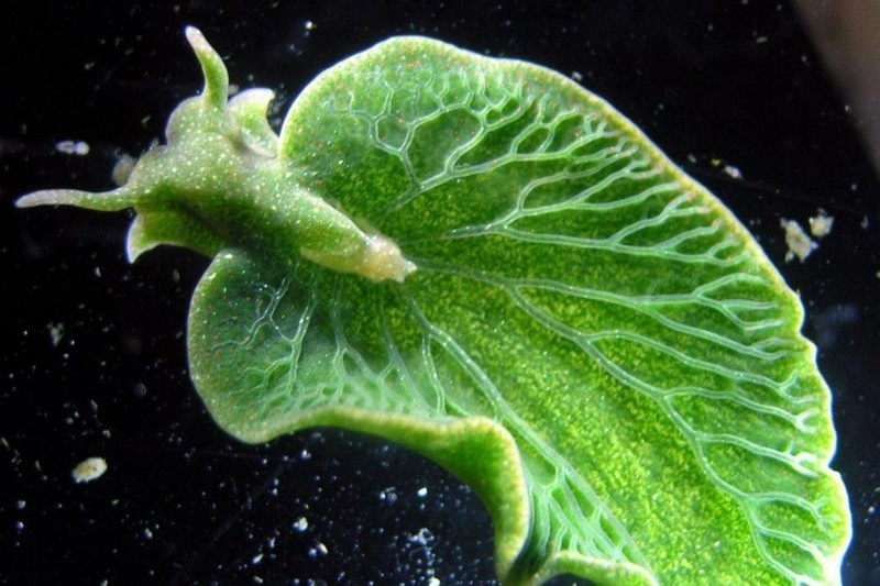 Elysia chlorotica: наполовину животное и наполовину растение