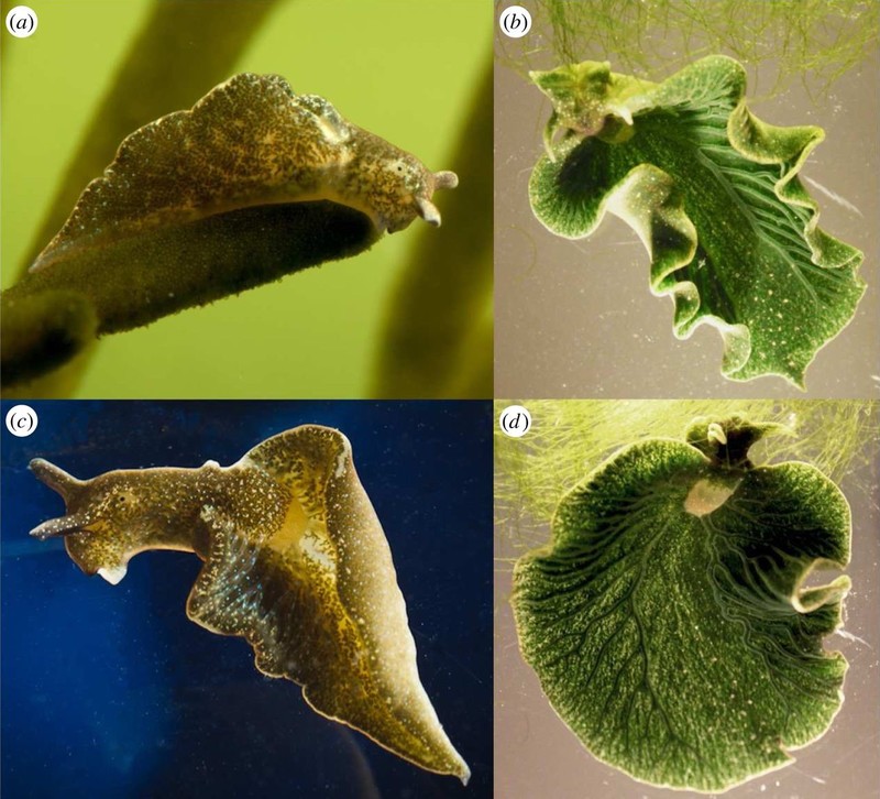Elysia chlorotica: наполовину животное и наполовину растение