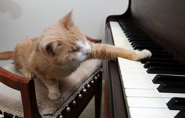 Слепой кот по кличке Стиви Уандер, который очень любит играть на пианино 