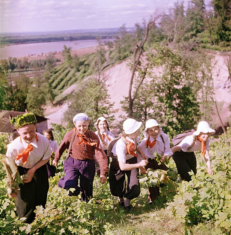 У дороги чибис