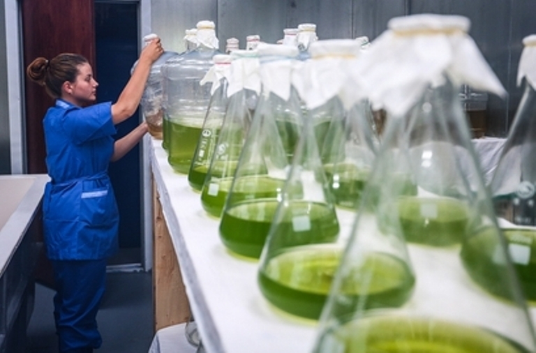 Новый вид водорослей, пригодный для производства биотоплива