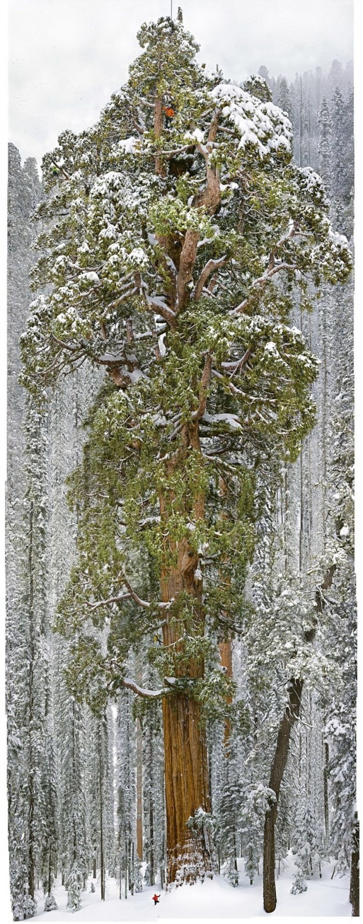 Фотографы работали 32 дня,чтобы заснять это дерево целиком