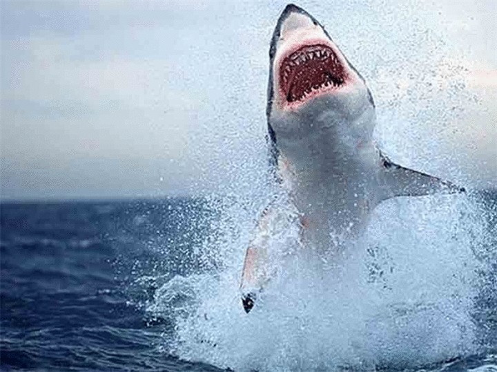 Ученые— акулы с каждым годом всё агрессивнее
