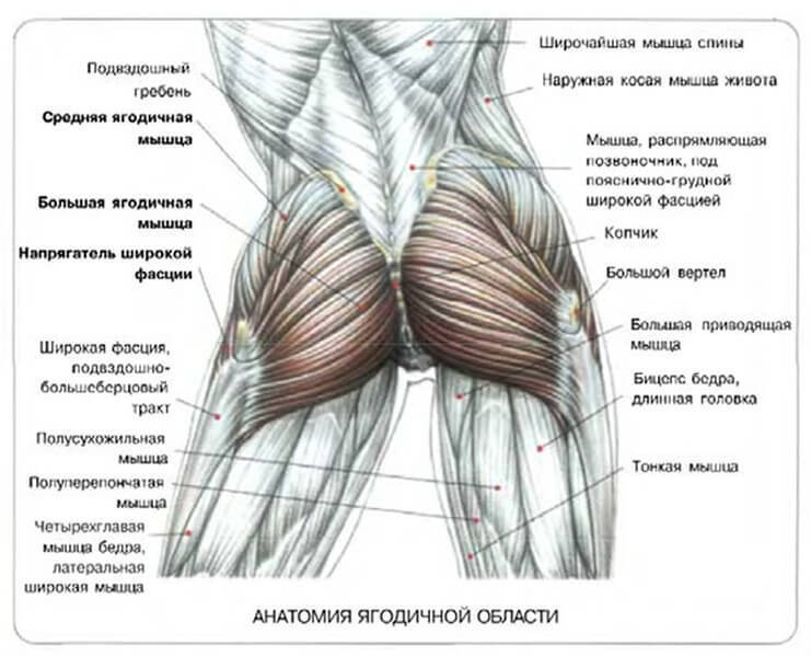 Всё, что Вы должны знать о приседаниях для красивой попы! 