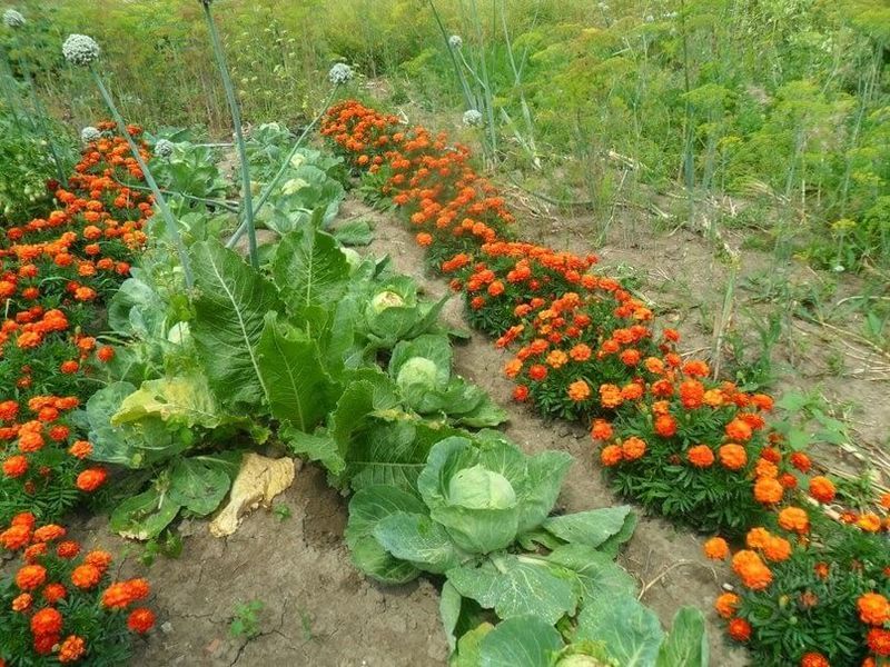 Как получить небывалый урожай на огороде— раскрываем секреты!