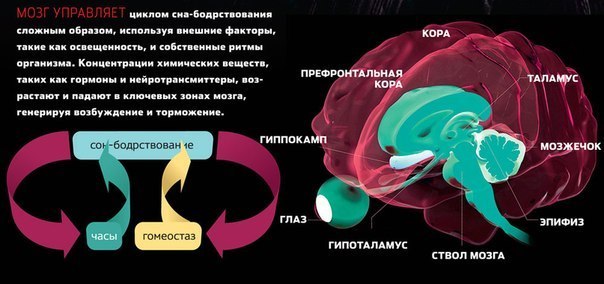 Сон — это не покой, это другое бодрствование