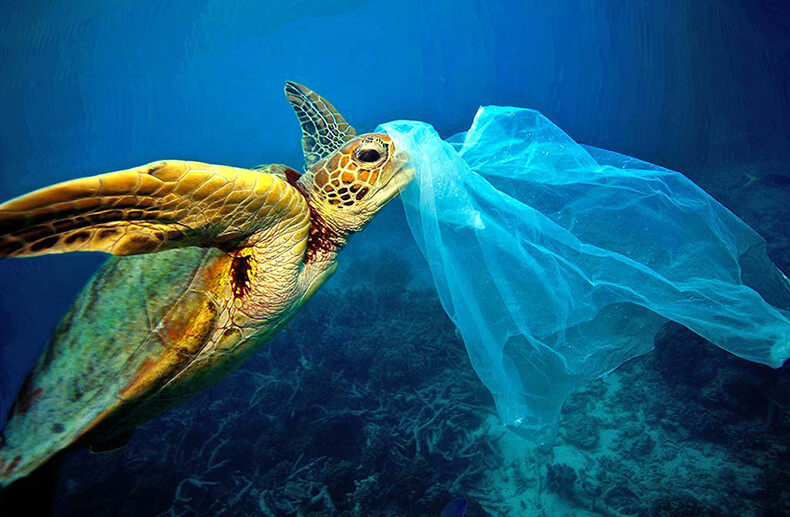 К 2050 году в океанах будет больше пластмассы, чем рыбы: прогноз