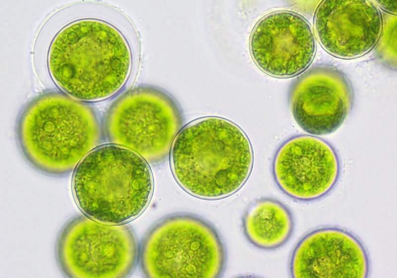 Новый способ выращивания водорослей для биотоплива