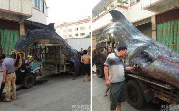 Китайский рыбак  обнаружил  китовую акулу в своей сети