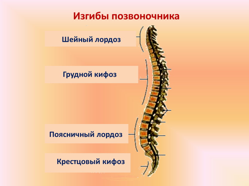 Лучшие упражнения от кифоза и лордоза