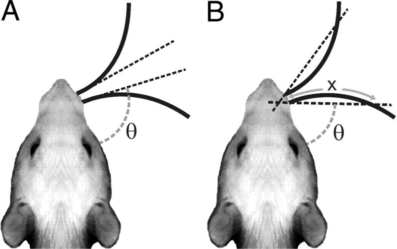 Как крысы используют усы для движения в темноте