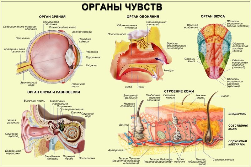 6 упражнений для органов чувств восточной медицины