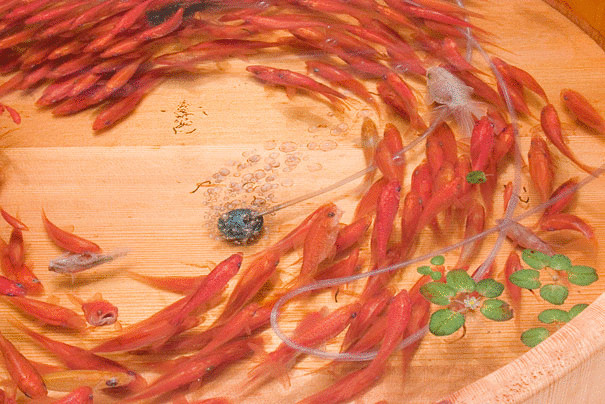 Невероятно реалистичные трехмерные рыбки от Riusuke Fukahori 