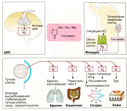 Гистаминовый цикл-1: что такое гистамин