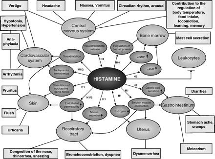 Гистаминовый цикл-1: что такое гистамин