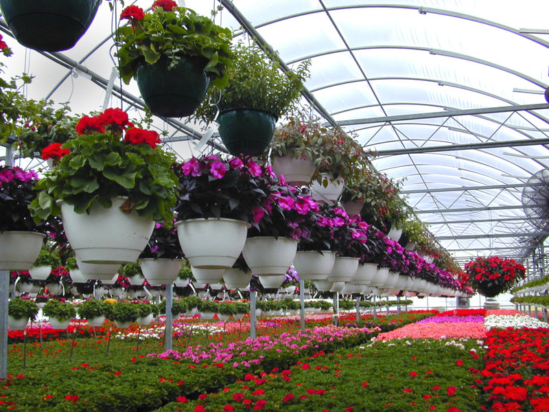 Бизнес-идея: выращивание цветов на продажу