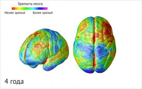 Как созревает детский мозг: что важно знать о этапах развития ребенка