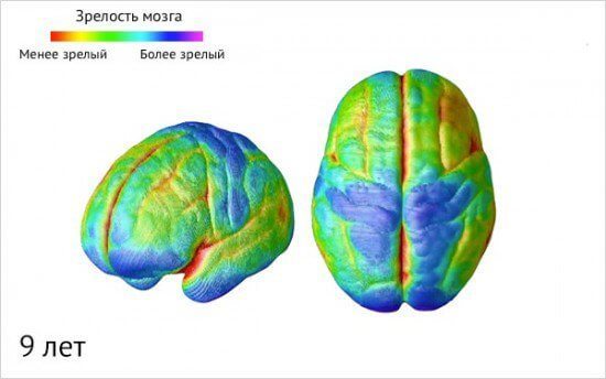 Как созревает детский мозг: что важно знать о этапах развития ребенка