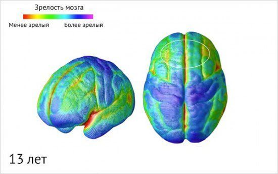 Как созревает детский мозг: что важно знать о этапах развития ребенка