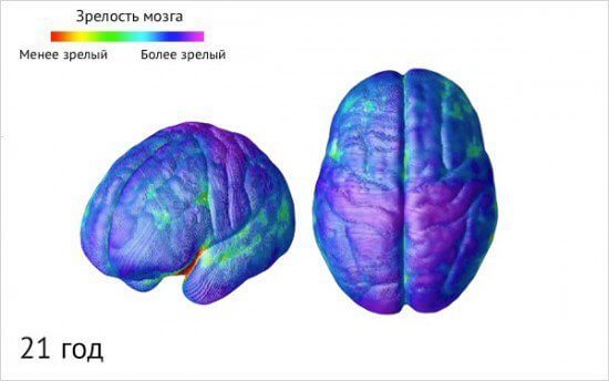 Как созревает детский мозг: что важно знать о этапах развития ребенка