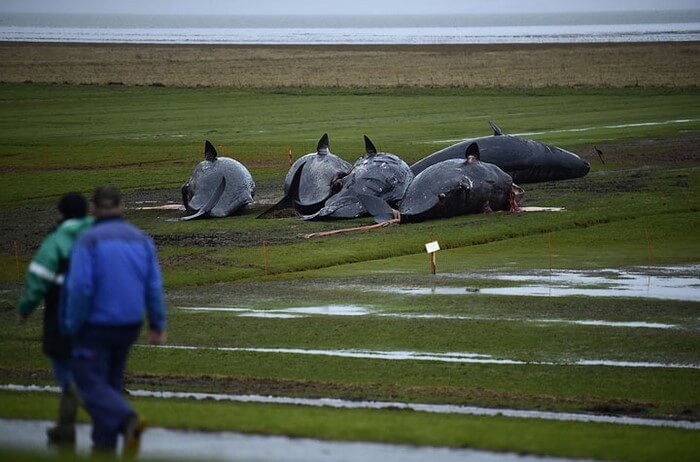 На берег Северного моря выбросило 29 китовых трупов. Вот что обнаружилось у них в животах…