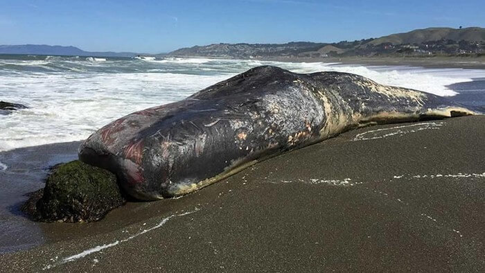 На берег Северного моря выбросило 29 китовых трупов. Вот что обнаружилось у них в животах…
