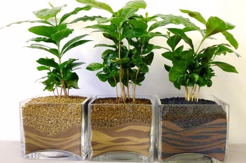 Бизнес-идея: Выращивание кофейных деревьев