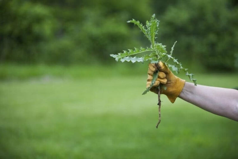 Как избавиться от травы на садовой дорожке