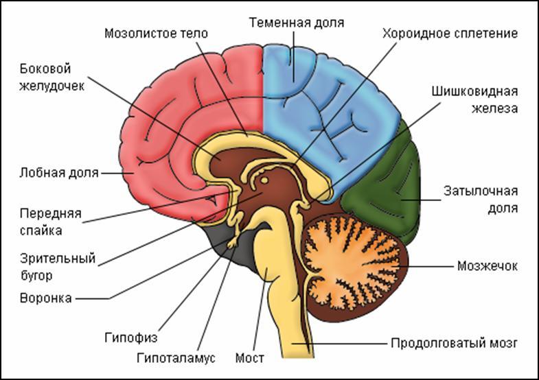 Как блоки в теле влияют на вашу жизнь и судьбу