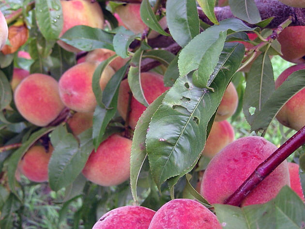 Персик в вашем саду: посадка, уход и обрезка