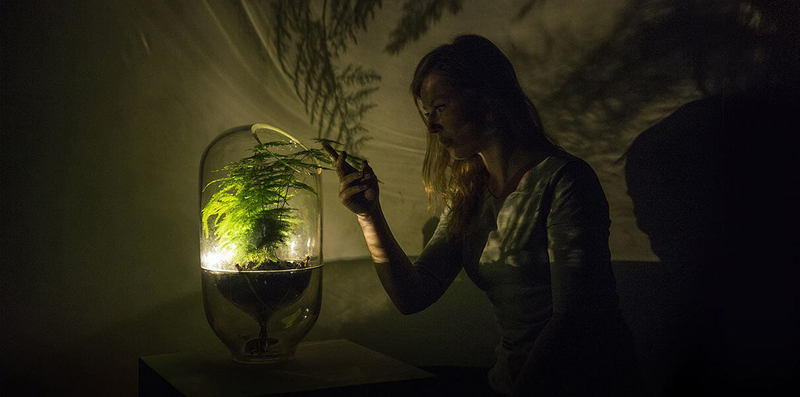 «Живой свет» — растения-лампы