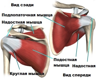 Постизометрическая релаксация мышц: лестничные и надостная мышцы