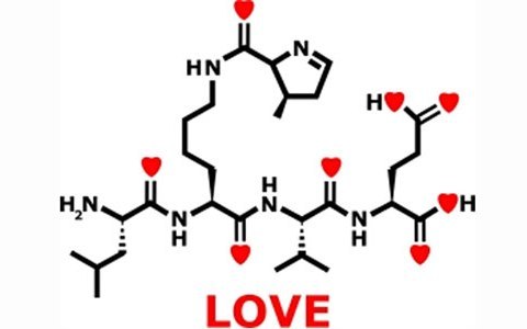Каким образом происходит любовь: мозг, дофамин, серотонин и др.
