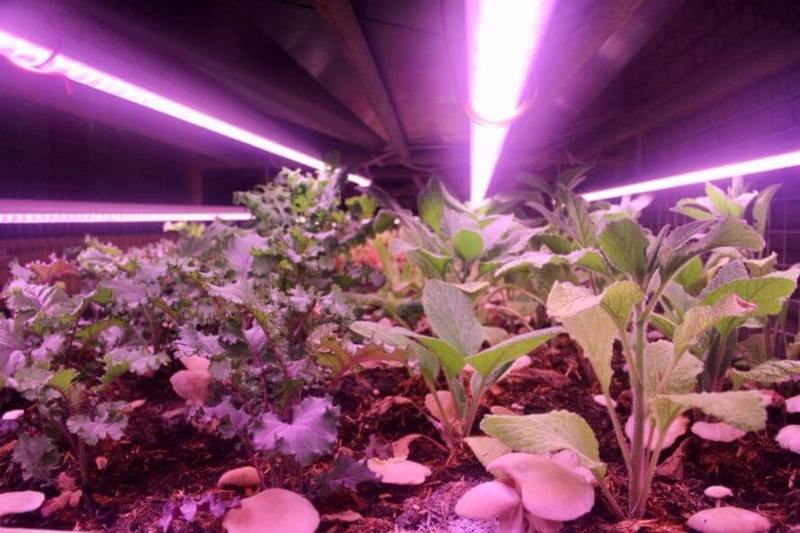 В Париже есть новое подполье — огромная ферма для грибов и овощей