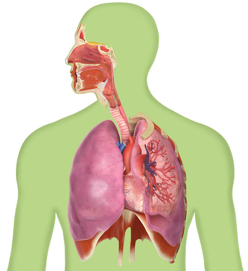 Дыхательная техника саморегуляции организма