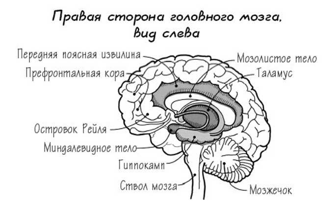 Значение извилин головного мозга. Лимбическая система поясная извилина. Передняя поясная извилина коры головного мозга.