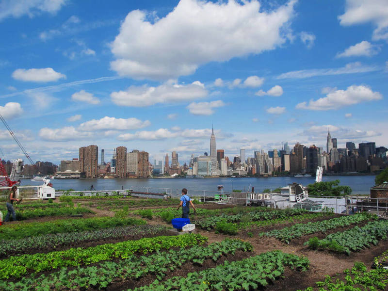 Городские огороды - польза или вред здоровью?