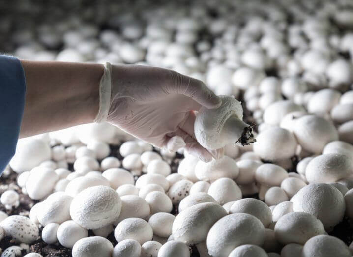 Ученые производят биотопливо с помощью грибов