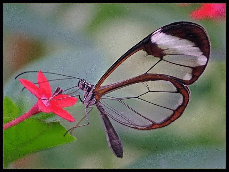 Необыкновенно красивая прозрачная бабочка Greta Oto