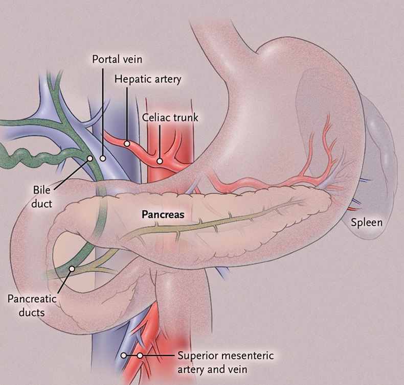 Красные точки на теле: Панкреатит и симптом Тужилина