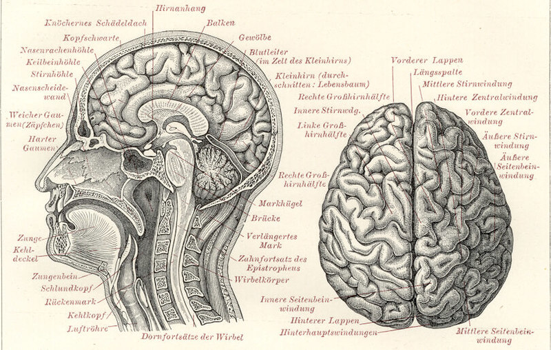 Как соотносятся мозг и разум?